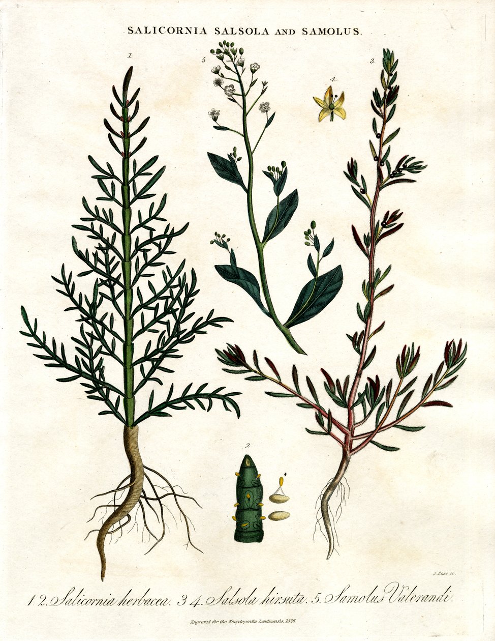 Salicornia, Salsola en Samolus: Halofytische kustplanten door John Pass