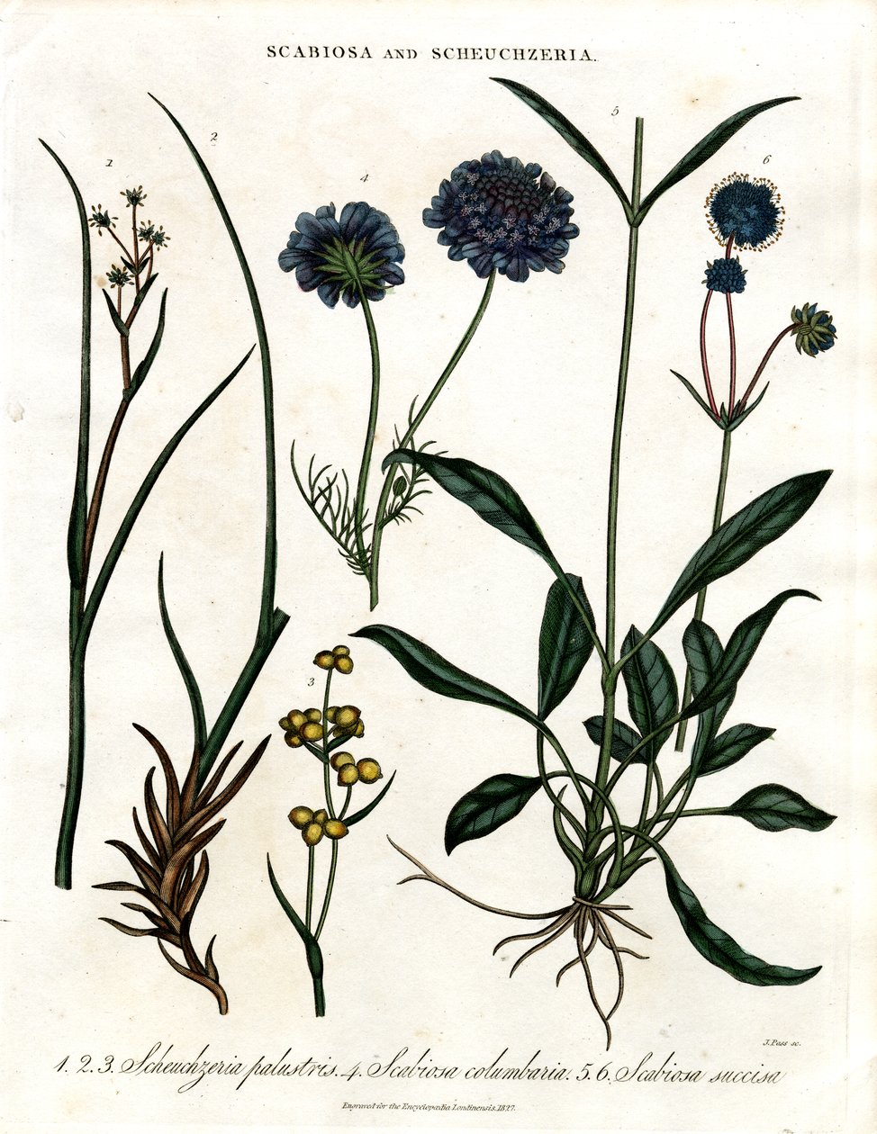 Scabiosa en Scheuchzeria door John Pass