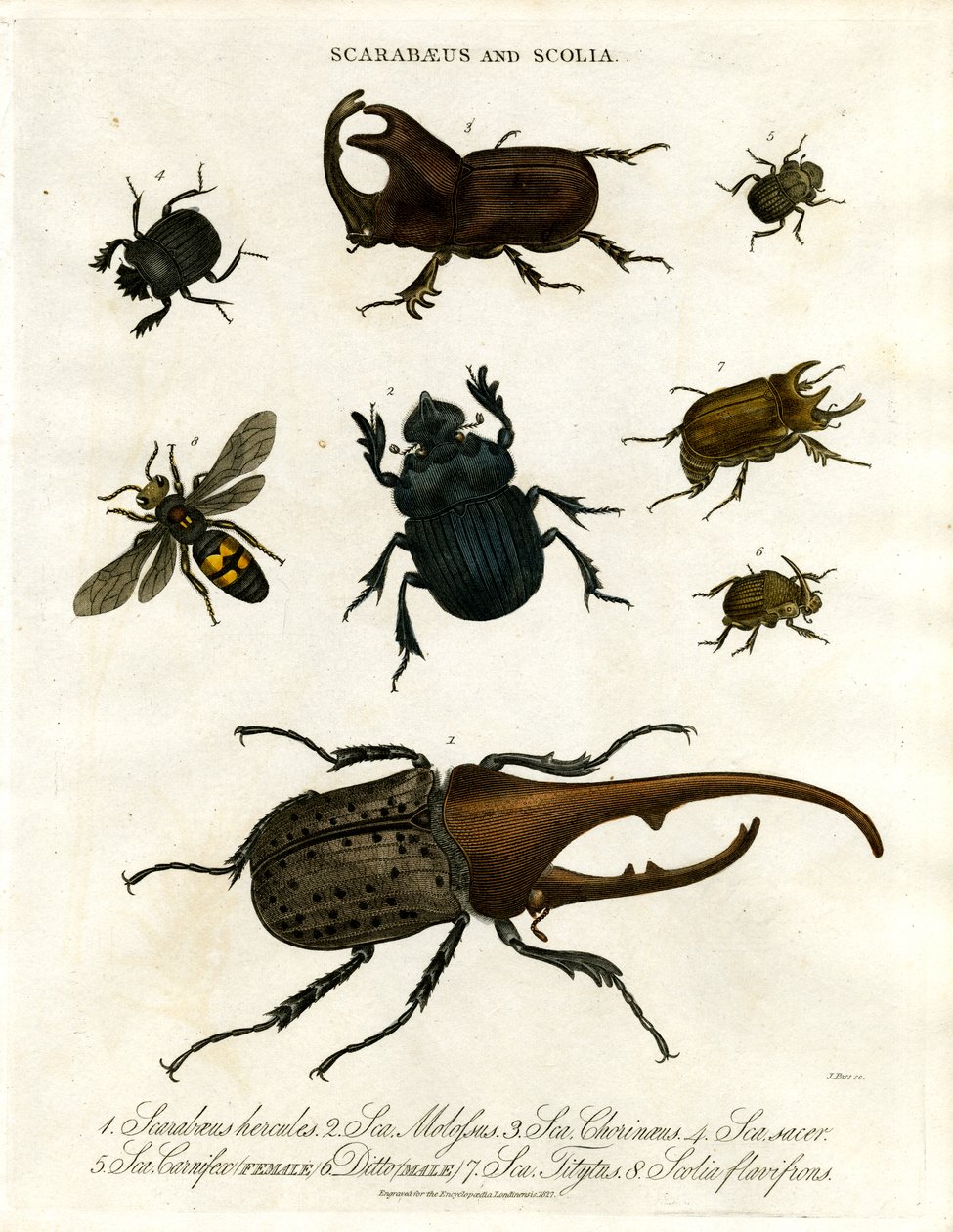 Scarabaeus en Scolia (kevers en graafwespen) door John Pass