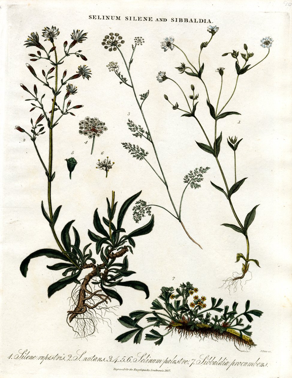 Selinum; Silene en Sibbaldia door John Pass