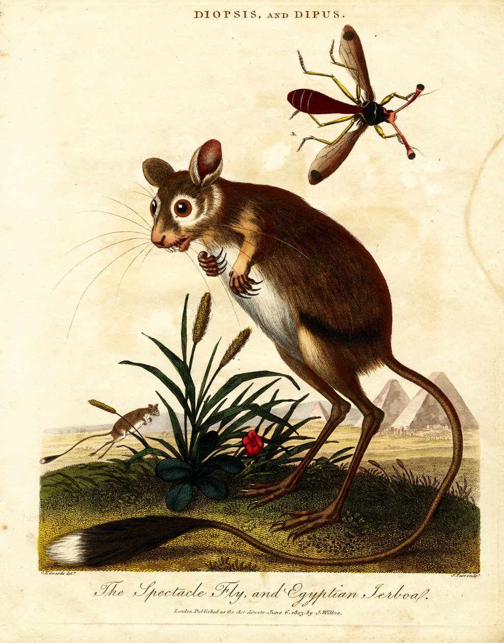 Brilvlieg en Egyptische jumboa door John Pass