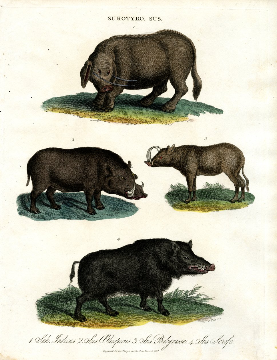 Sukotyro en Sus (Sukotyro en varkens) door John Pass