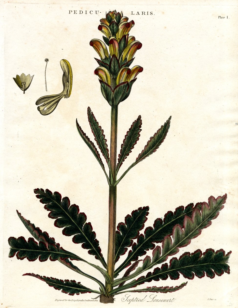 Getopt luisblad (Pedicularis) door John Pass