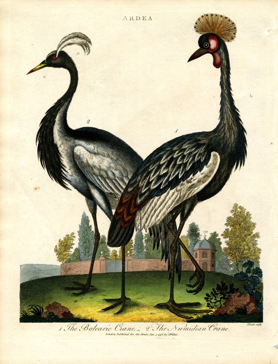 De Balearische kraanvogel en de Numidische kraanvogel door John Pass