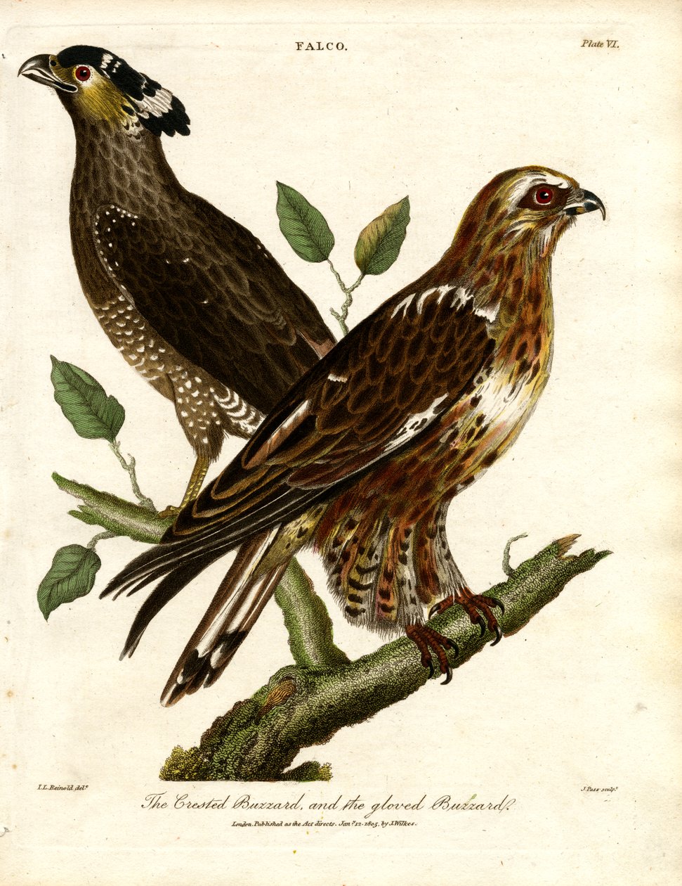 De kuifbuizerd en de handschoenbuizerd door John Pass