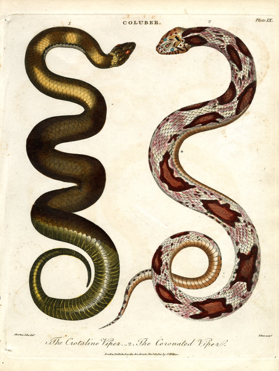 De Crotaline adder en de Gekroonde adder door John Pass