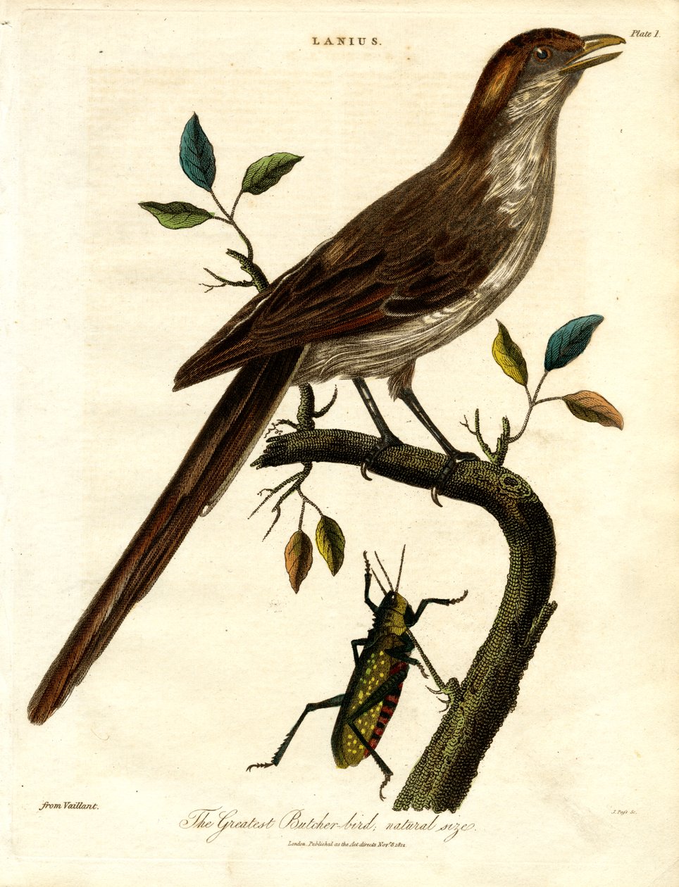De grootste slagersvogel;natuurlijke grootte door John Pass