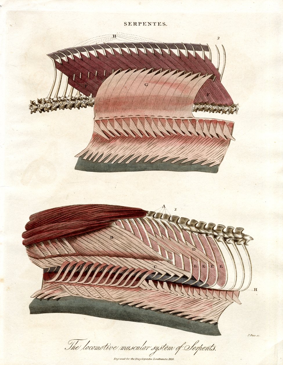 Het bewegingsapparaat van slangen door John Pass