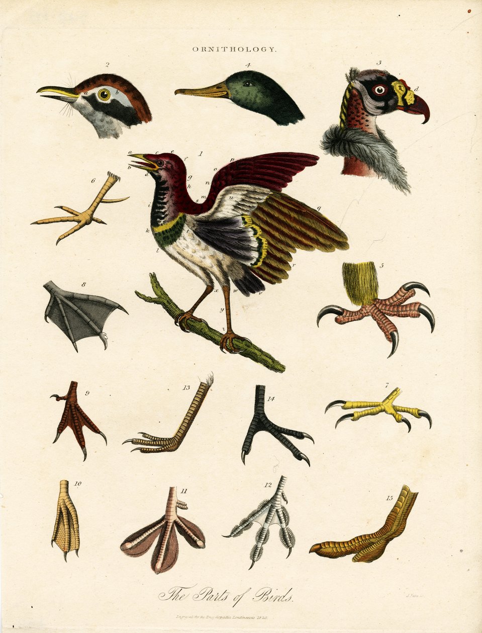 De onderdelen van vogels (Ornithologie) door John Pass