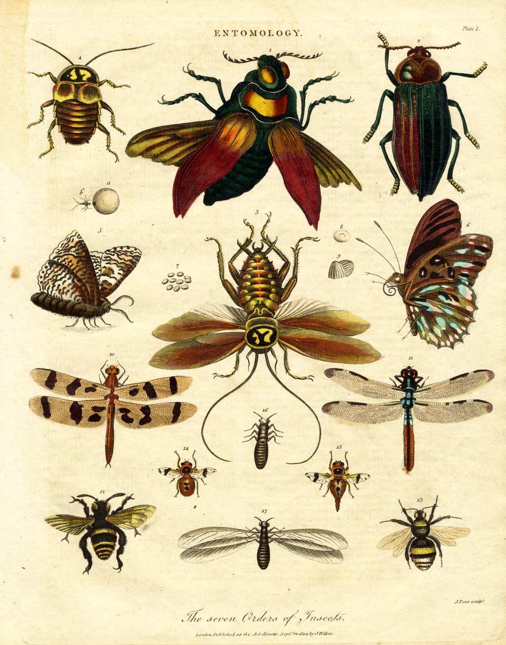 De zeven ordes van insecten door John Pass