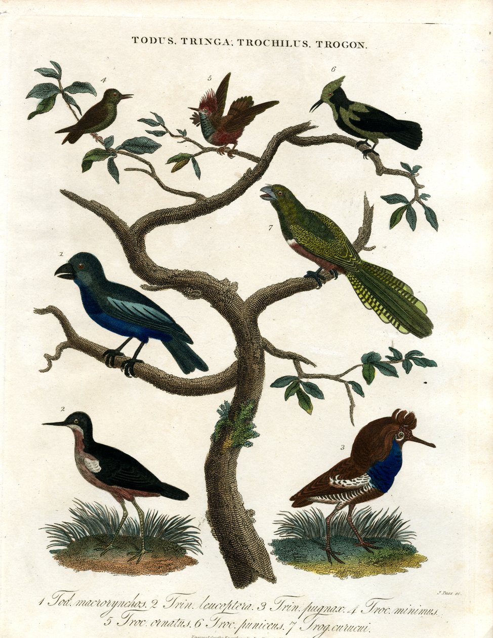 Todus;Tringa;Trochilus en Trogon door John Pass