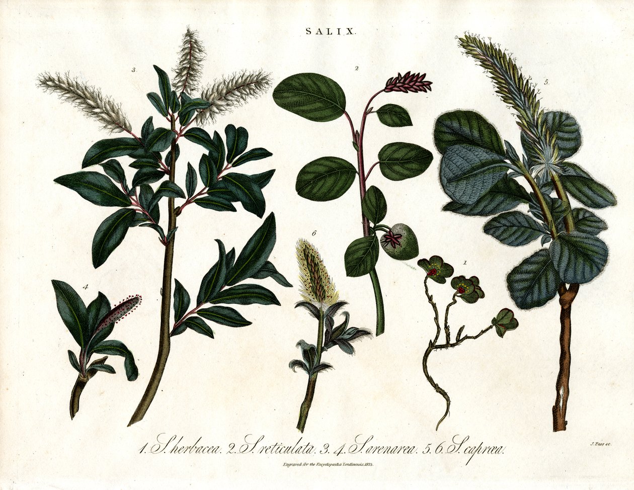 Diverse wilgensoorten (Salix) door John Pass