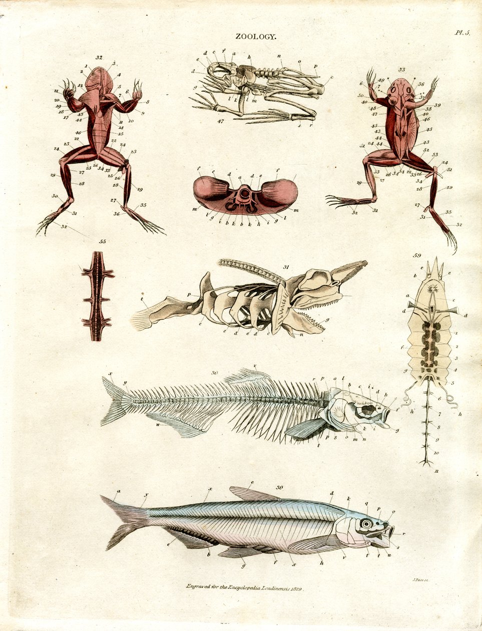 Zoölogische Anatomische Illustraties (Plaat 5) door John Pass