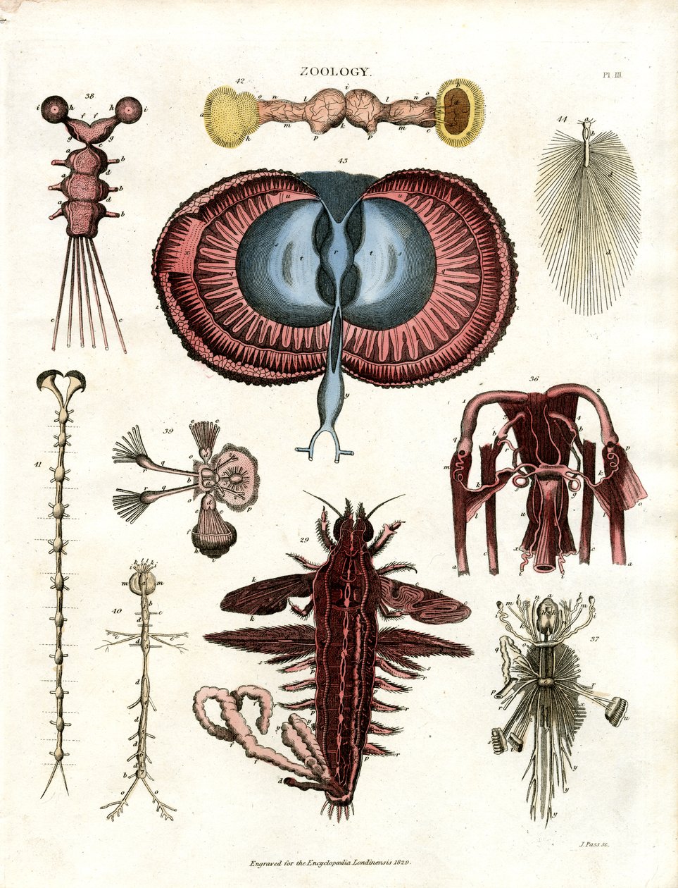 Dierkunde Pl. III: Anatomische illustraties van verschillende ongewervelde dieren door John Pass