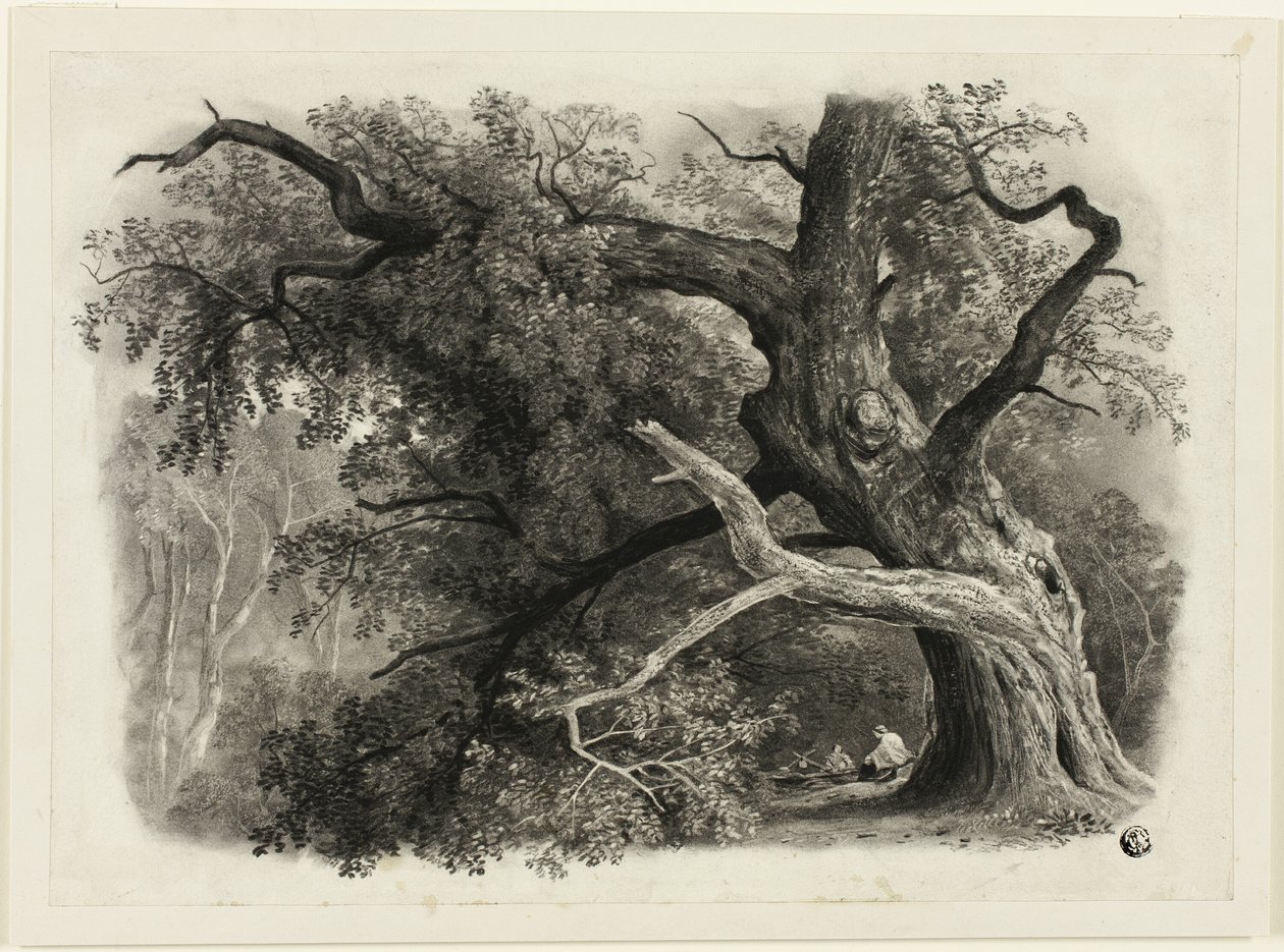 Oude Boom in de Billah - Sherwood Forest door John Rawson Walker
