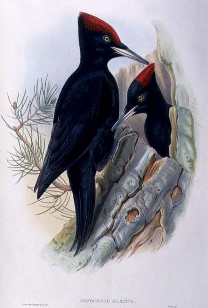 Grote zwarte specht (Dryocopus Martius) door John and Richter Henry Constantine (after) Gould