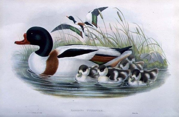 Bergeend (Tadorna Vulpanser) door John and Richter Henry Constantine (after) Gould