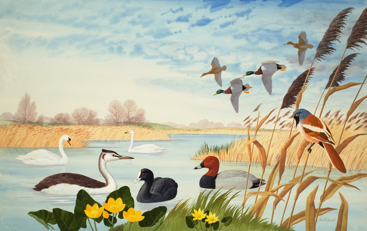 Natuurscène (gouache op papier) door John Rignall