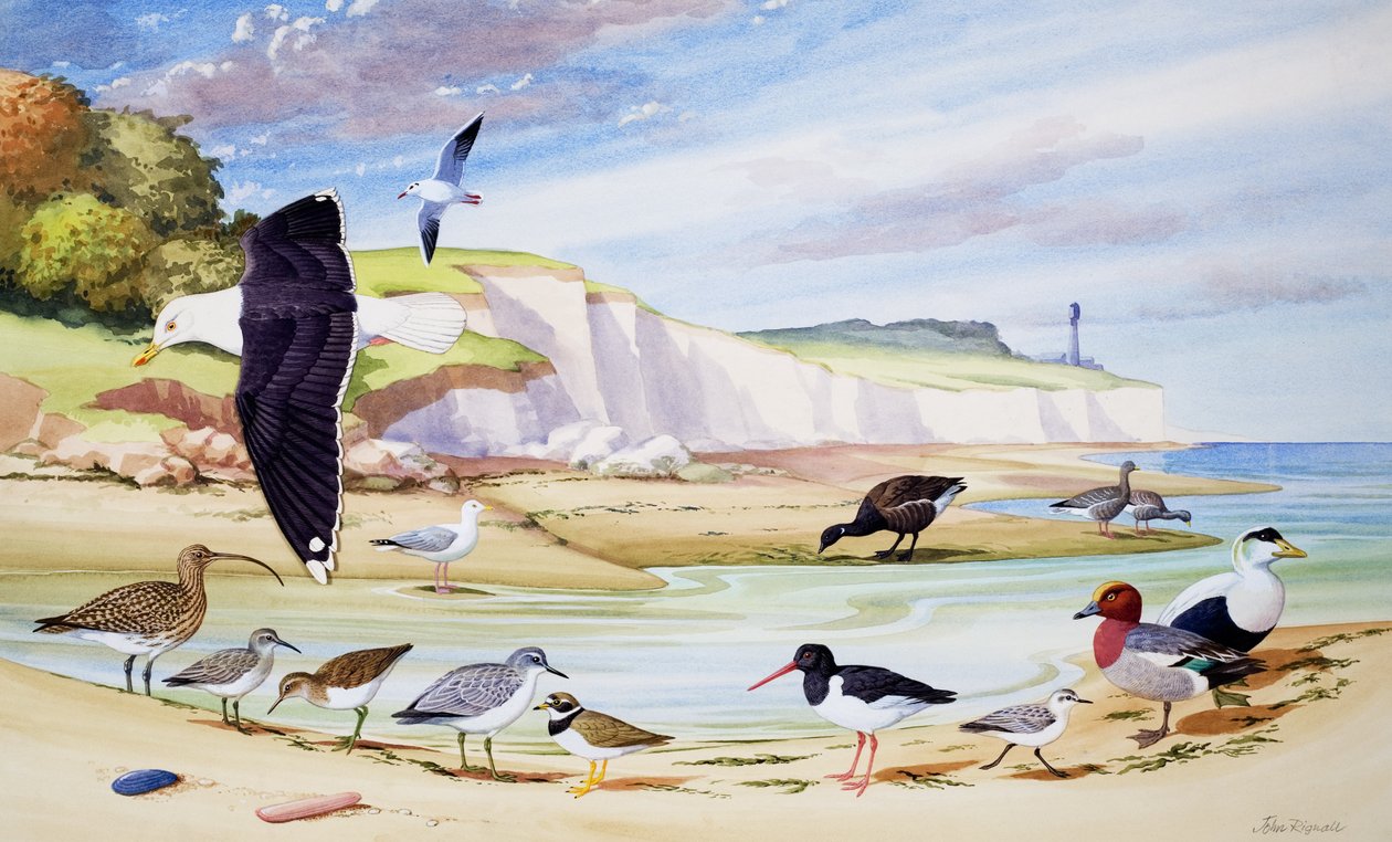 Zeevogels (gouache op papier) door John Rignall