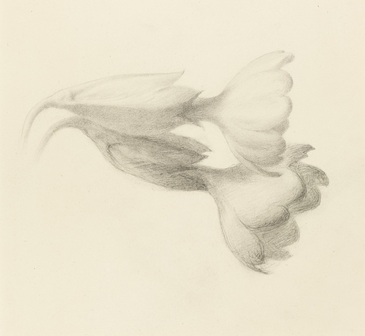 Sleutelbloem Klokken, waarschijnlijk 1871 door John Ruskin