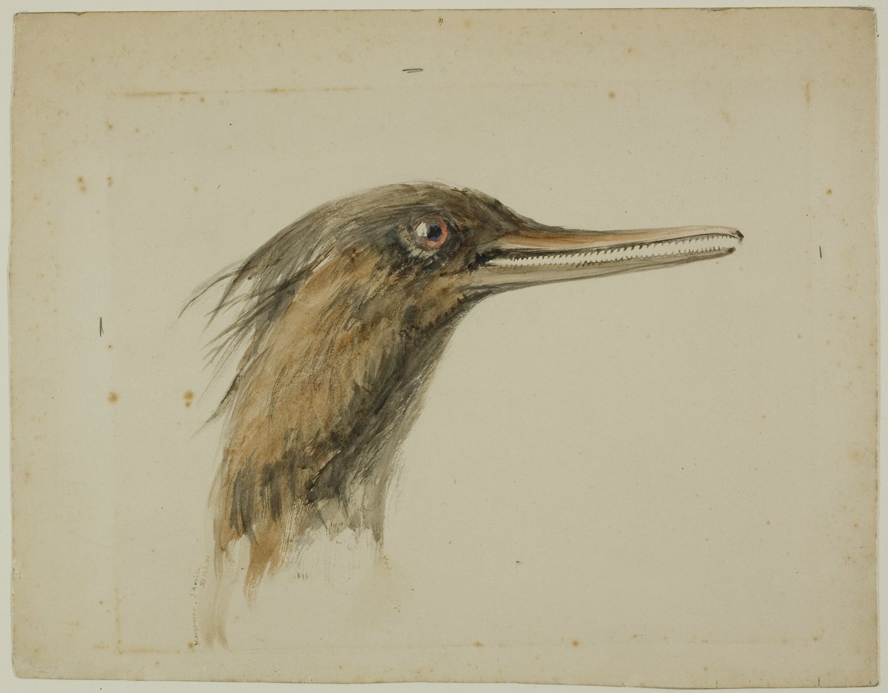Zaagbek door John Ruskin