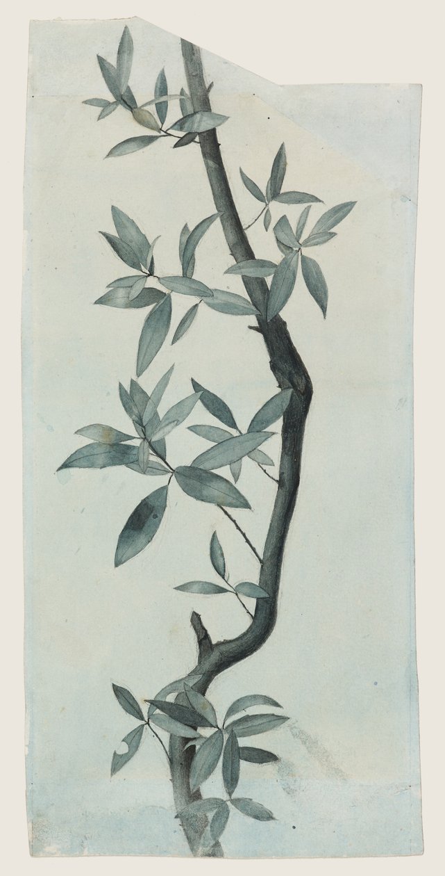 Studie van wilgenbladeren, c.1857 door John Ruskin