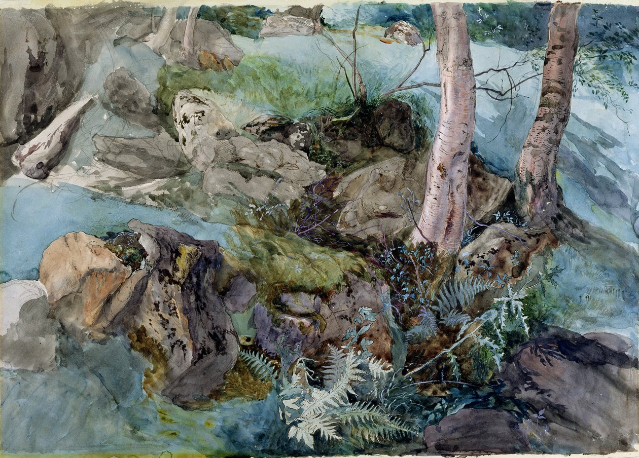 Studie van rotsen en varens in een bos bij Crossmount, Perthshire, 1843 door John Ruskin