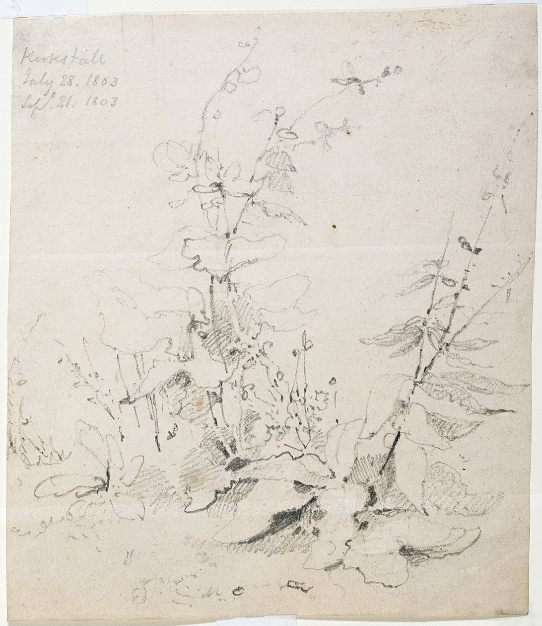 Studie van Onkruid, Kirkstall door John Sell Cotman