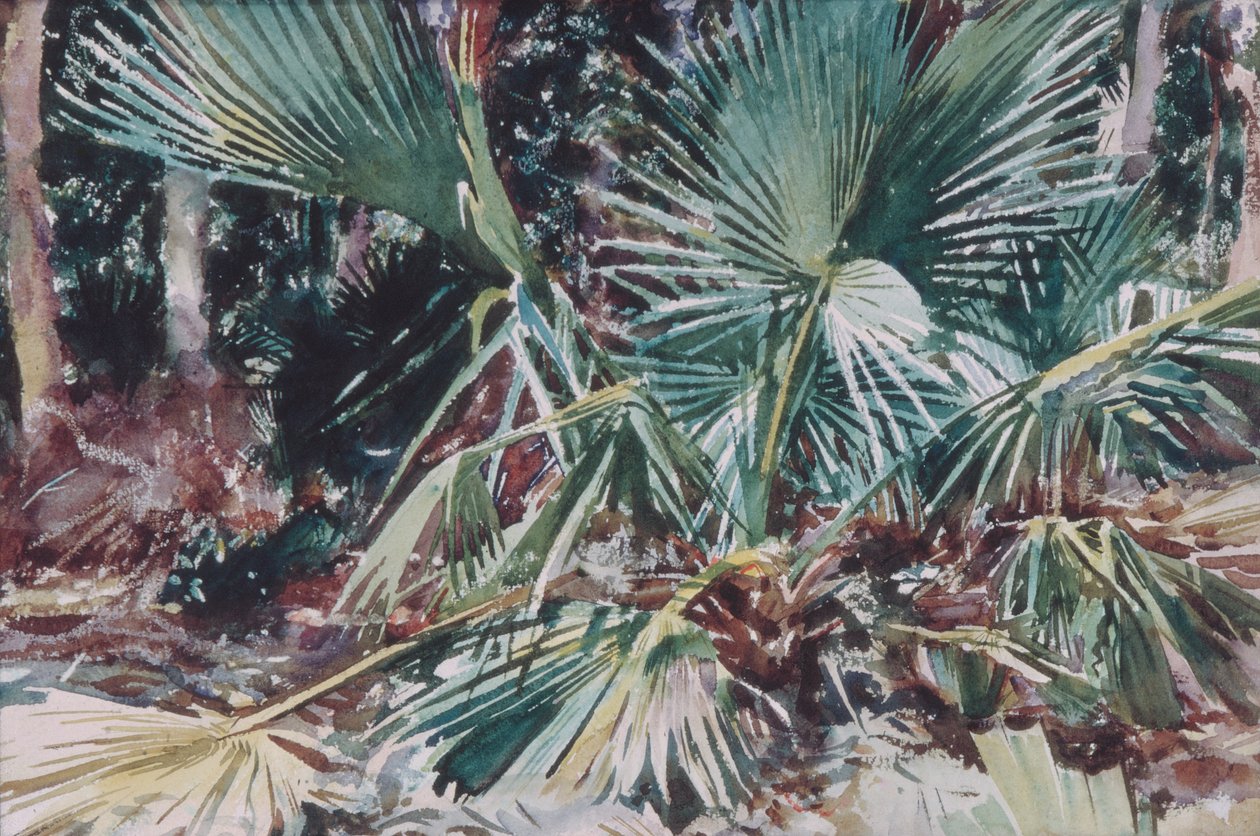 Palmetto