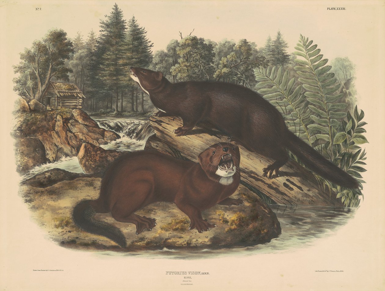 Nerts door John T. Bowen, after John James Audubon
