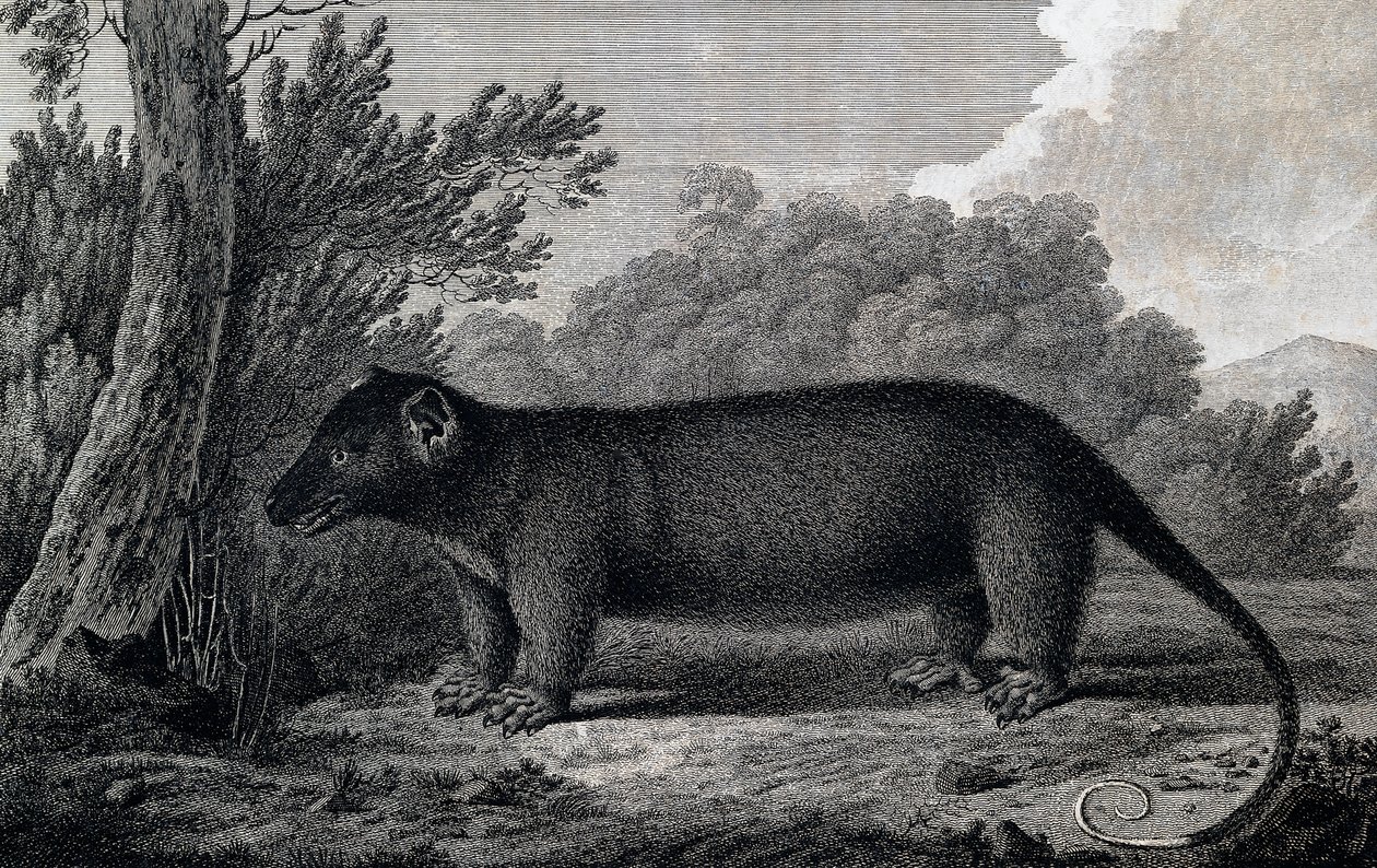 Opossum, gravure naar tekening door John Webber (1750-1793) gemaakt tijdens de derde reis van James Cook door John Webber
