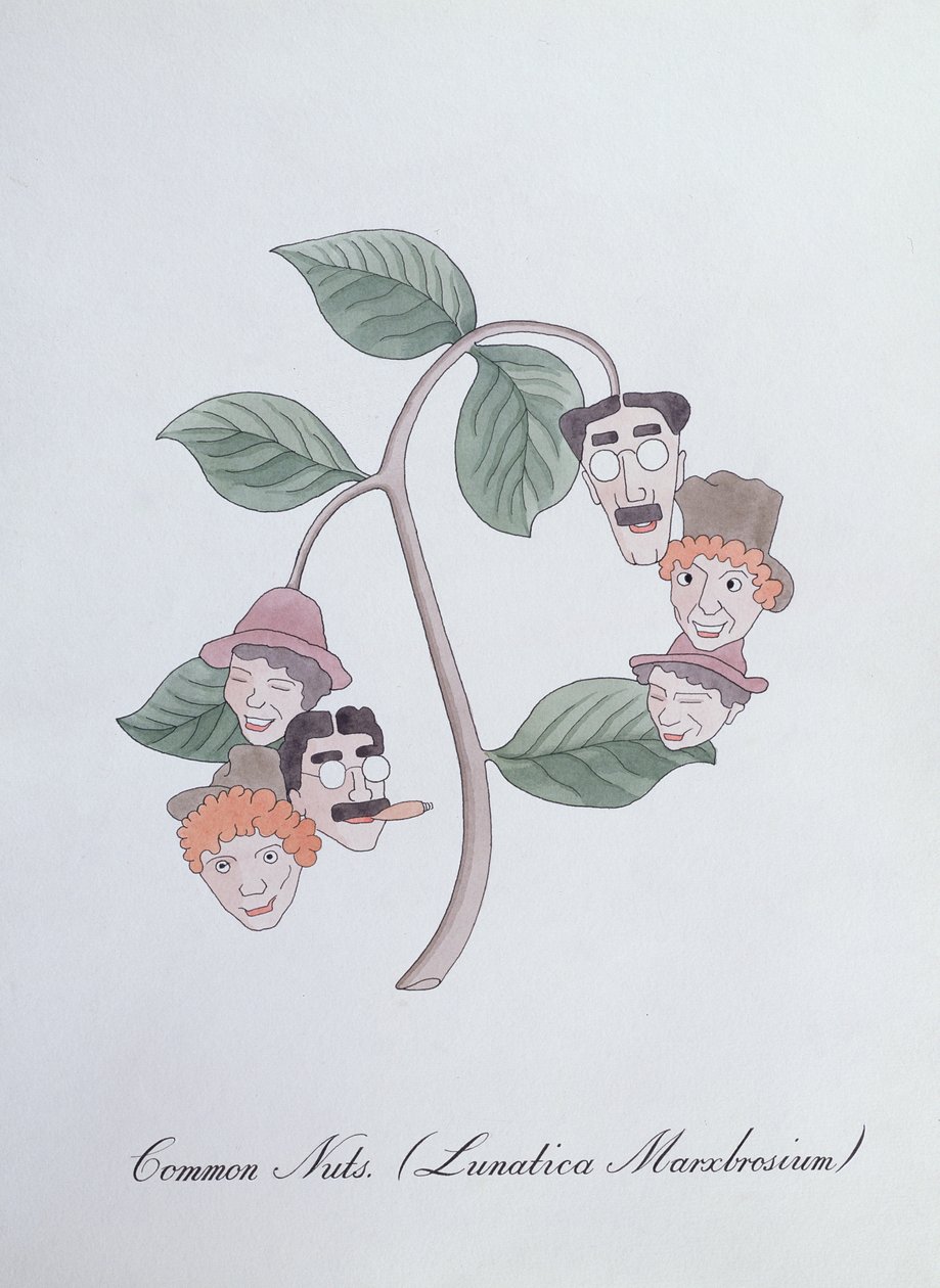 Gewone Noten. (Lunatica Marxbrosium), illustratie uit 