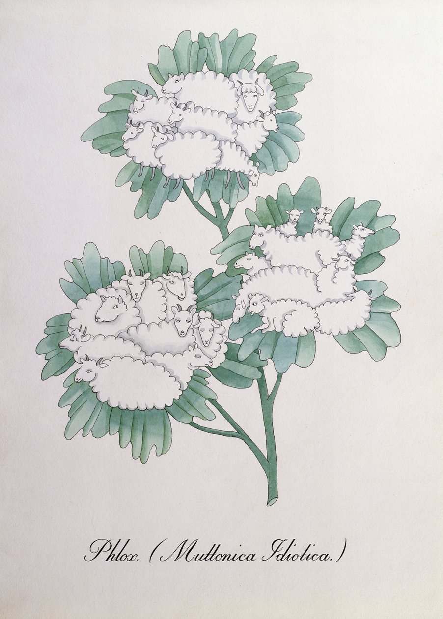 Phlox. (Muttonica Idiotica), illustratie uit 