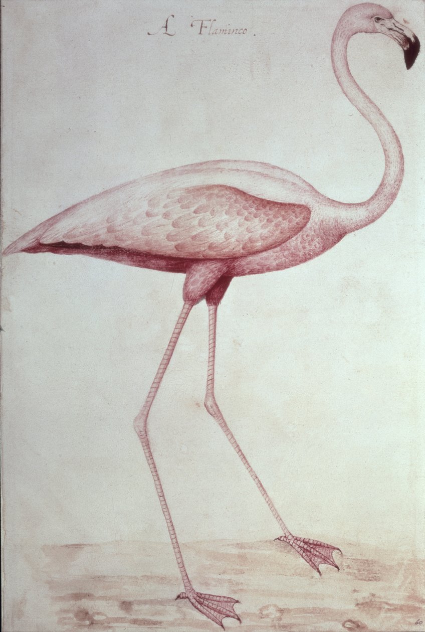 Flamingo door John White