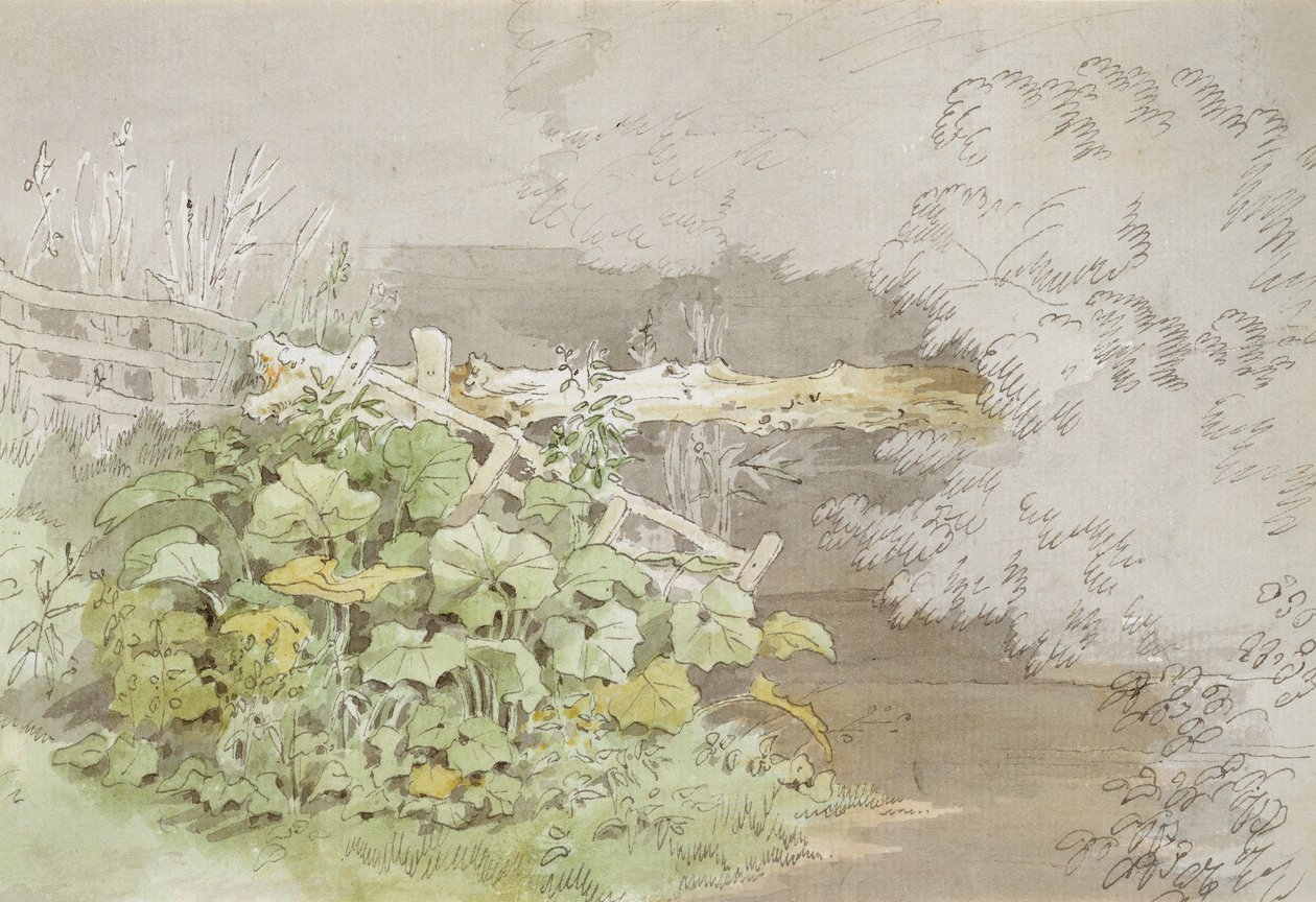 Dokplanten bij een beschaduwde stroom door John White Abbott