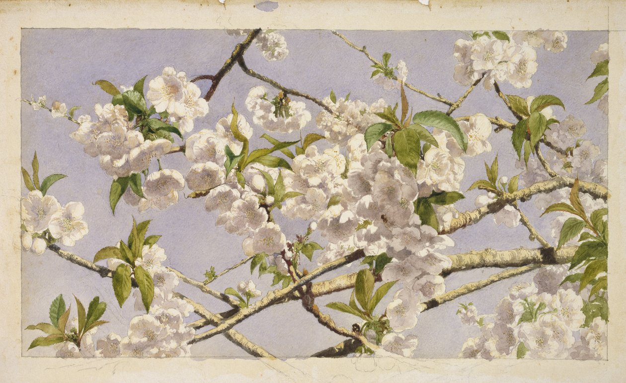 Appelbloesems, c.1874 door John William Hill