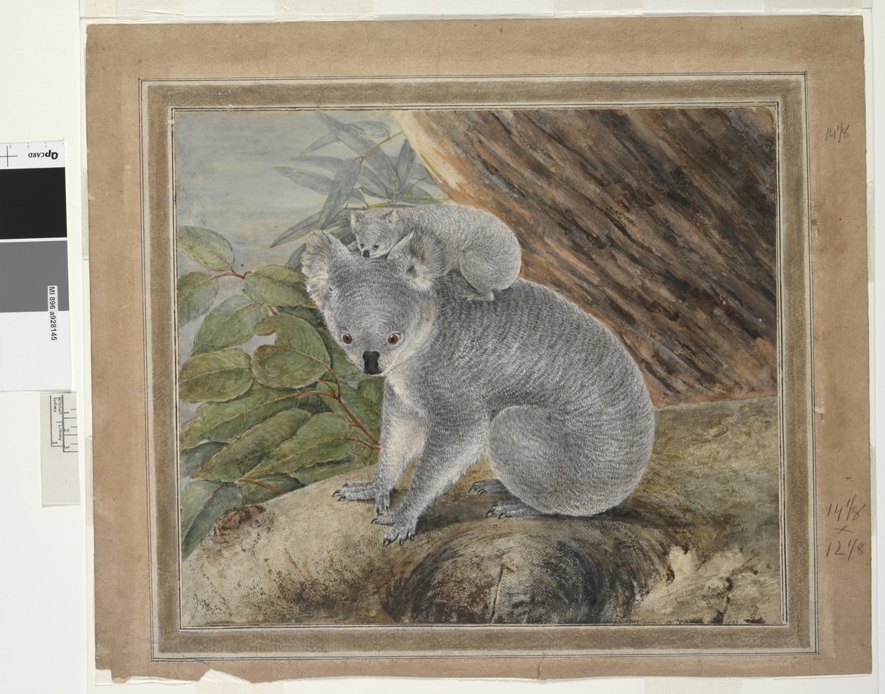 Koala en jong, 1803 door John William Lewin