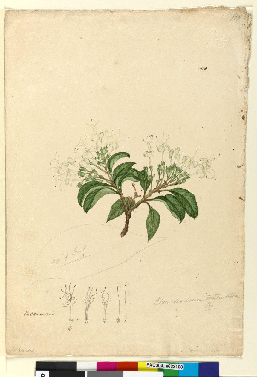 Pagina 100. Clerodendrum tomentosum door John William Lewin