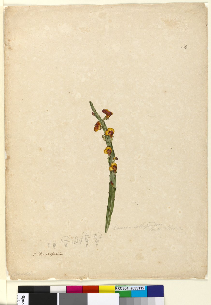 Pagina 114. Bossiaea scolopendria door John William Lewin