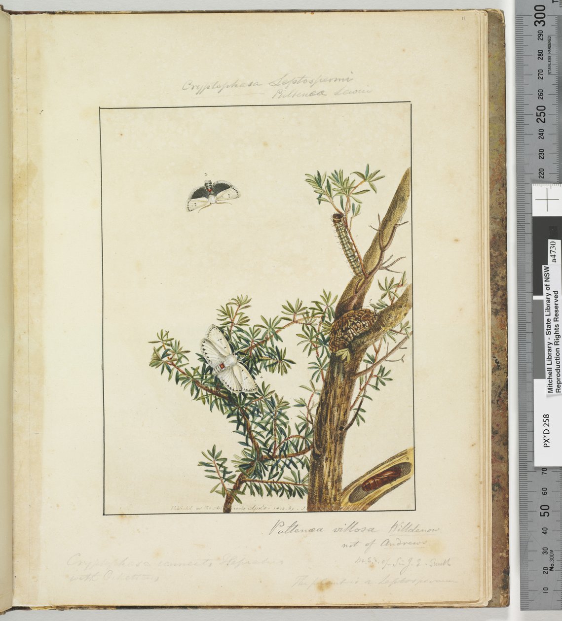 Pagina 11. Plaat 3 Cryptophasa Septosfermi Pultenae Lewin door John William Lewin