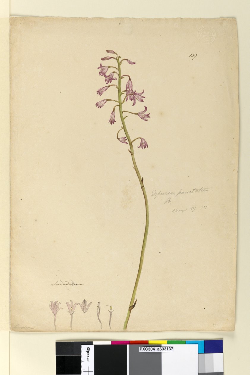 Pagina 139. Dipodium punctatum door John William Lewin