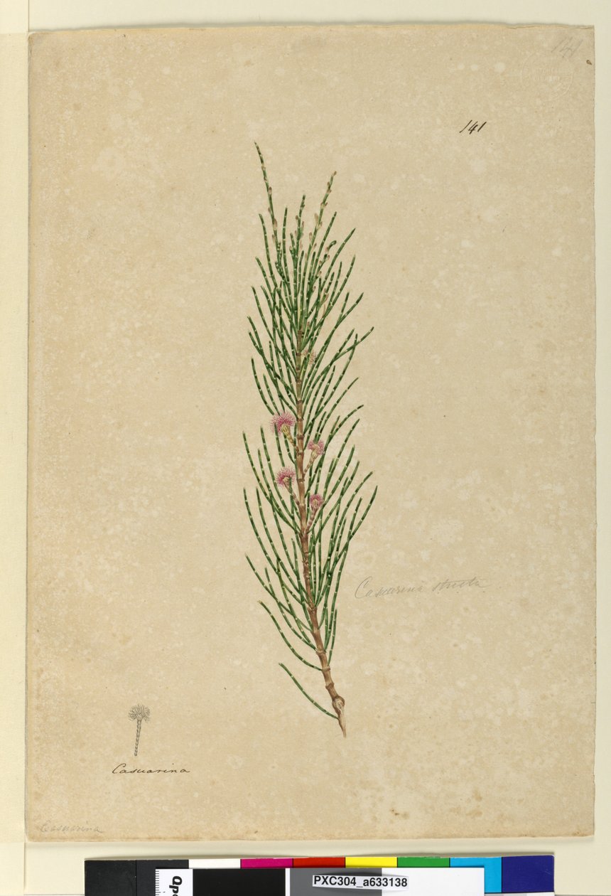 Pagina 141. Casuarina strictaAllocasuarina verticillata door John William Lewin