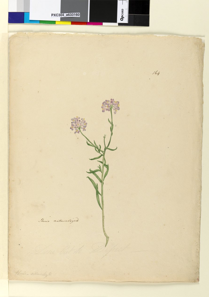 Pagina 164. Iberis genaturaliseerd door John William Lewin