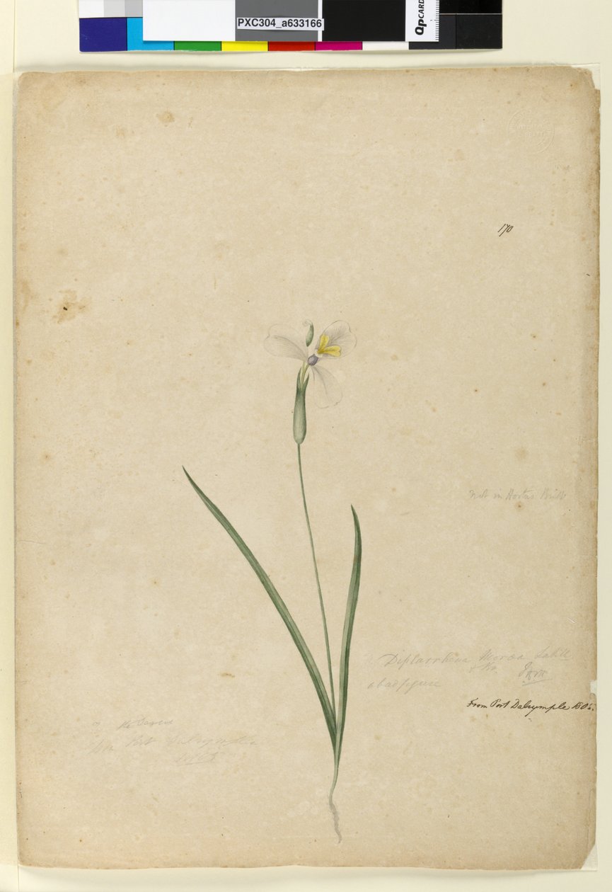 Pagina 170. Diplarrhena moraea, c.1803-06 door John William Lewin