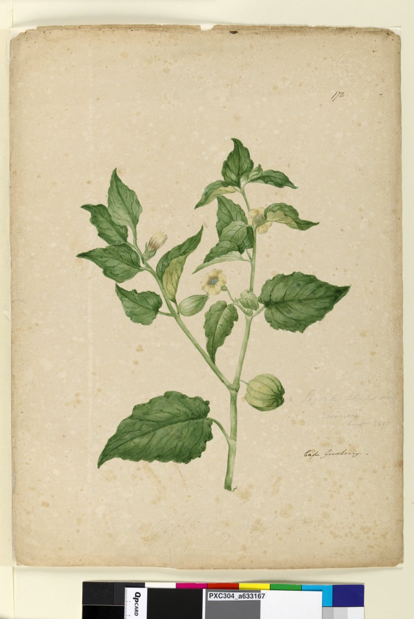 Pagina 172. Physalis edulis door John William Lewin