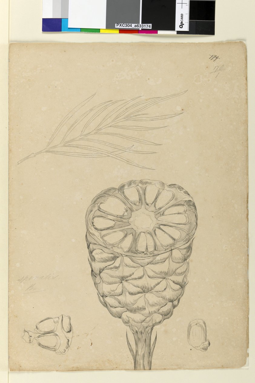 Pagina 178b. Spiralis door John William Lewin