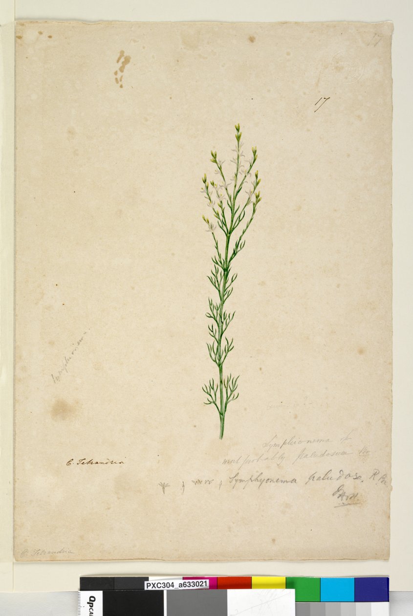 Pagina 17. Symphionema paludosum, c.1803-06 door John William Lewin