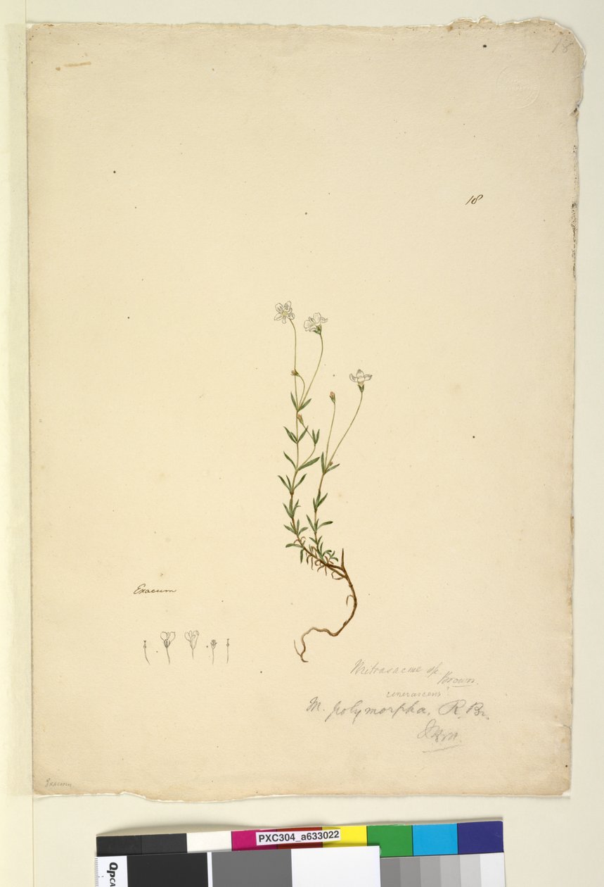 Pagina 18. Mitrasacme polymorpha, c.1803-06 door John William Lewin