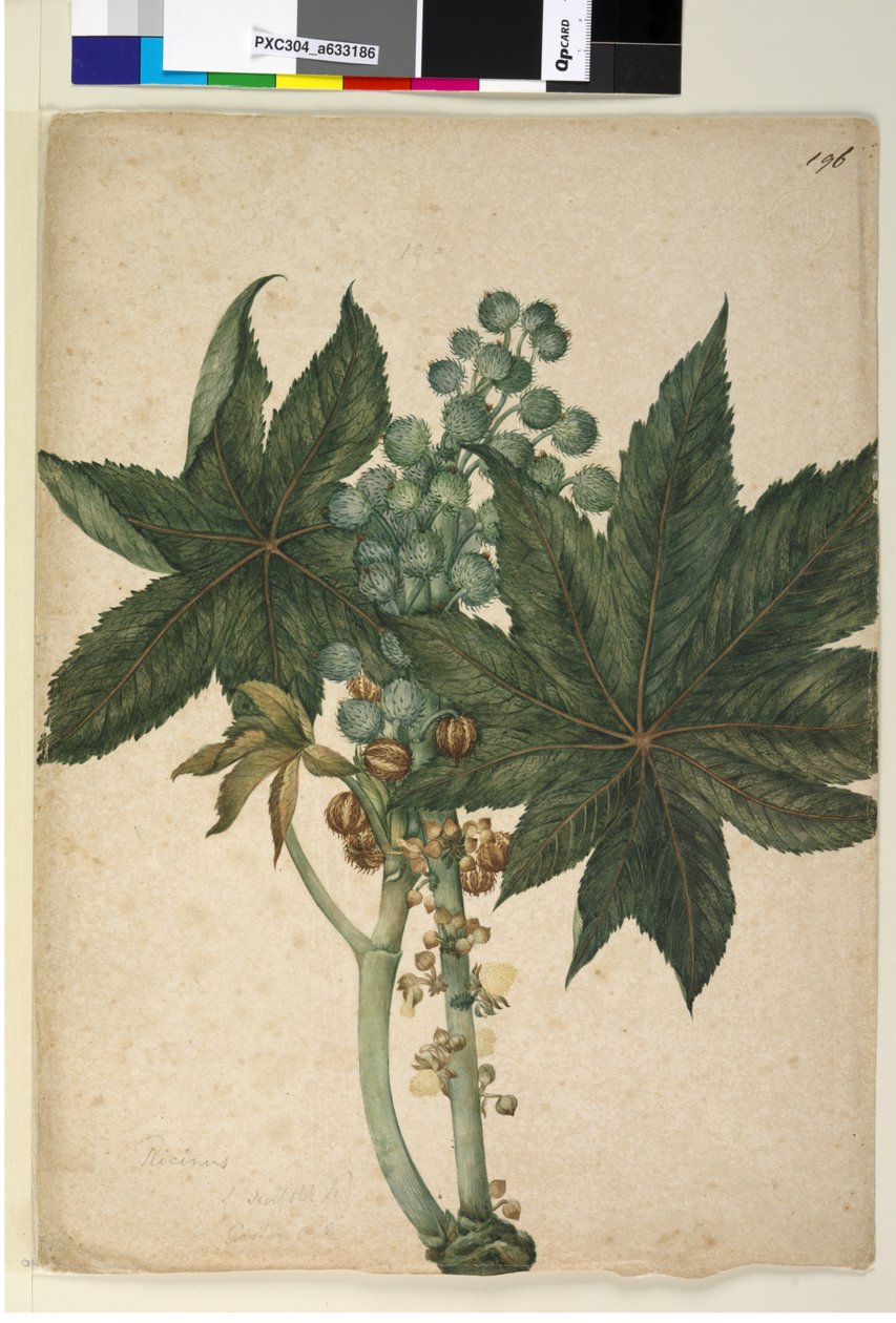 Pagina 196. Ricinus Ricinus communis door John William Lewin