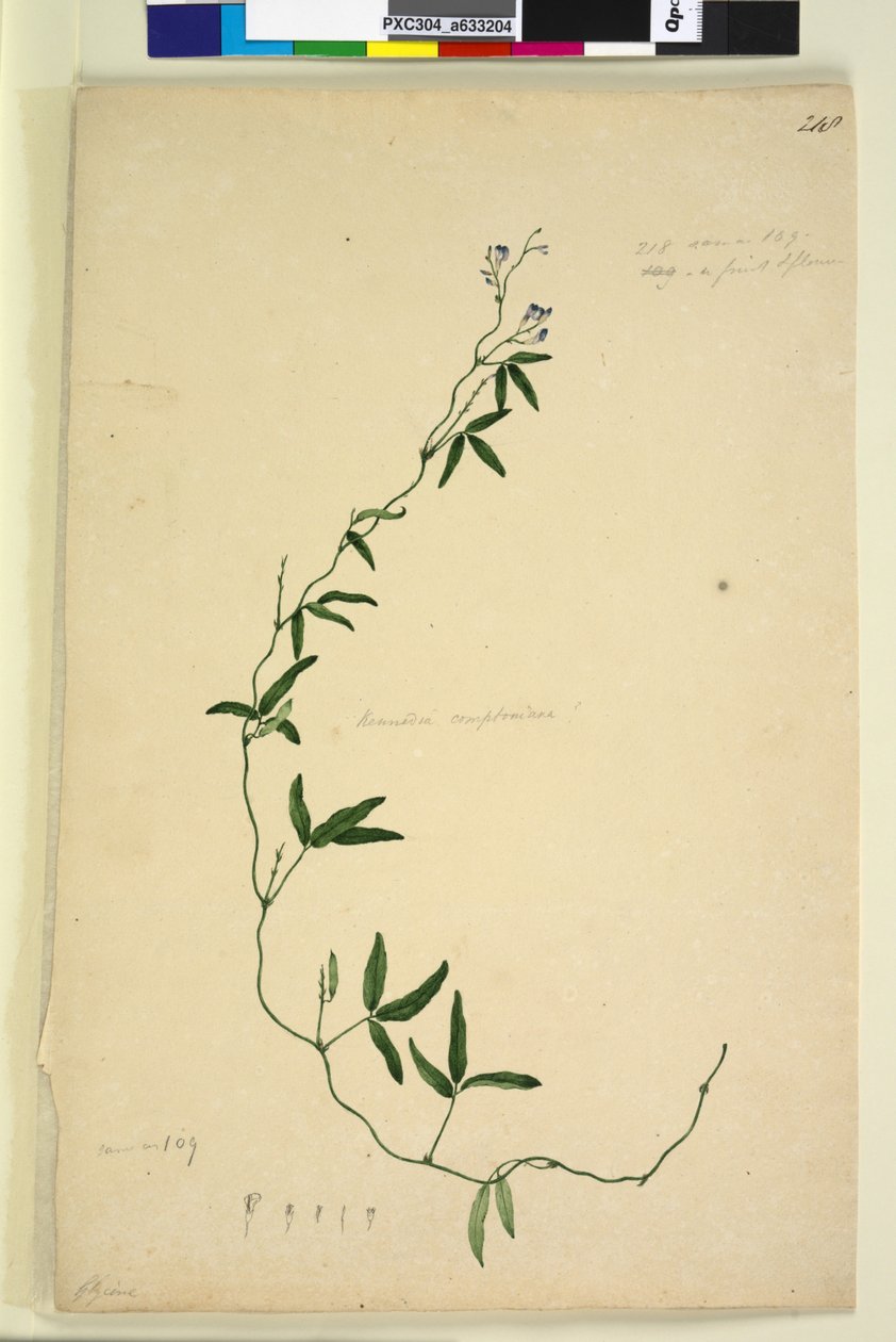 Pagina 218. Kennedia comptoniana Hardenbergia comptoniana door John William Lewin